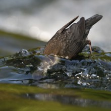 On a dive... White-throated Dipper (Cinclus cinclus), diving dipper searching for food, highly