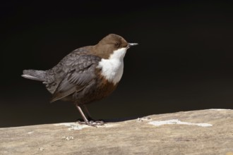 In profile... White-throated Dipper (Cinclus cinclus) presents itself in fine light from its best