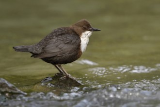Adapted to their habitat... White-throated Dipper (Cinclus cinclus) standing on a stone in the
