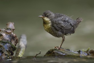 At eye level... White-throated Dipper (Cinclus cinclus), just fledged young bird stands waiting on