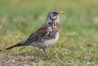 In breeding plumage... Juniper thrush (Turdus pilaris), well-known native songbird, thrush foraging