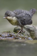 Foraging for food... White-throated Dipper (Cinclus cinclus), just fledged young bird foraging for