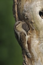 At the entrance to its breeding den... Wryneck (Jynx torquilla), rare woodpecker species, at a