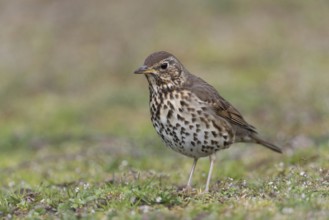 On the ground... Song thrush (Turdus philomelos), detailed close-up showing the typical