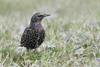 Starling (Sturnus vulgaris) in winter, sitting, standing in a meadow, in frosty grass, snow