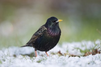 Suspicious... Starling (Sturnus vulgaris), well-known native, widespread songbird sits in a meadow