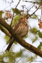 High up in the tree... Song thrush (Turdus philomelos) sings its persistent song, impressive bird
