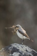 With nesting material in its beak... Wheatear (Oenanthe oenanthe), long-distance migrant, winters