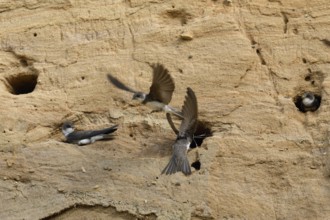 Hustle and bustle in the swallow colony... Sand martin (Riparia riparia), colony of sand martins in