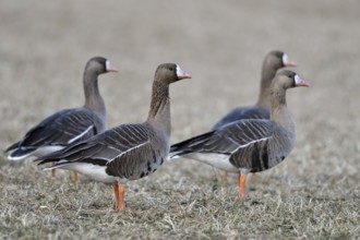 Typical picture on the Lower Rhine... White-fronted geese (Anser albifrons), arctic wild geese