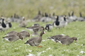 Flocks of geese... White-fronted geese (Anser albifrons), associated with white-fronted geese