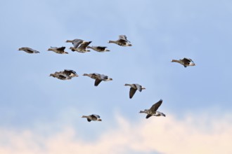 Flying over... White-fronted geese (Anser albifrons), small flock in flight, flying wild geese,