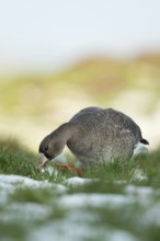 White-fronted goose (Anser albifrons) adult bird foraging on a lush meadow, pasture, frontal shot