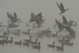 Flying out of the water... White-fronted geese (Anser albifrons), wild geese on the Lower Rhine in