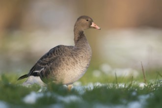 Young wild goose... White-fronted goose (Anser albifrons), this year's young bird in winter
