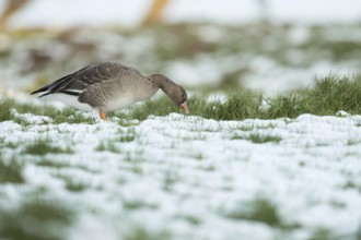 Wintering... White-fronted goose (Anser albifrons), arctic wild goose as a winter guest on the