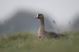 On the Lower Rhine... White-fronted goose (Anser albifrons), winter visitor, arctic wild goose in a