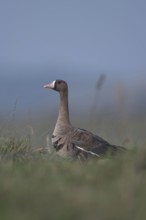 White-fronted goose (Anser albifrons), adult animal, winter visitor, arctic wild goose in a meadow