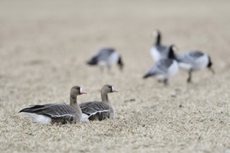 Various wild geese... White-fronted Geese (Anser albifrons) and White-fronted Geese Barnacle Geese