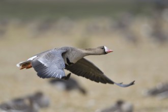 Flying up... White-fronted goose (Anser albifrons) leaves a flock of geese feeding in a field on
