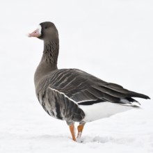 White-fronted goose (Anser albifrons), wild goose on the Lower Rhine, winter visitor from the