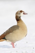 Egyptian goose (Alopochen aegyptiacus) in winter on the Lower Rhine, in the snow, standing on