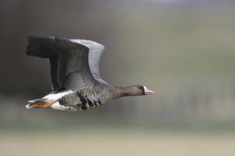 Fast flight... White-fronted goose (Anser albifrons) on the Lower Rhine, White-fronted geese, like