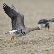 With a run-up... White-fronted goose (Anser albifrons), northern wild goose, wintering on the Lower