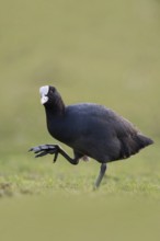 Show me your feet... Eurasian Coot (Fulica atra), coot runs over land, has to lift its large,