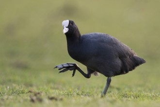 Show me your feet... Eurasian Coot (Fulica atra), coot runs over land, has to lift its large,