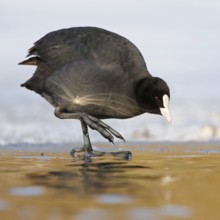 Temperature check... Eurasian Coot (Fulica atra), coot in winter, standing at an ice edge,