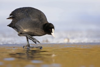 Temperature check... Coot (Fulica atra), common native water bird standing on a sheet of ice at the