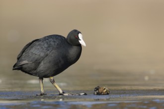 Tough fare... Eurasian Coot rail (Fulica atra), also known as coot, common, widespread native black