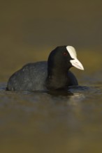 Golden light... Eurasian Coot rail (Fulica atra), common coot, frequently observed, generally known