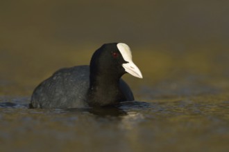 Golden light... Common Coot (Fulica atra), frequently observed, well-known waterfowl on native