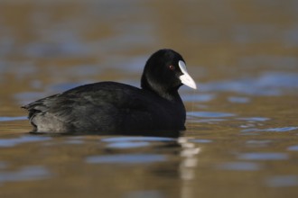Common Coot (Fulica atra), black plumage, red eyes, white pallor on the forehead Frequent, almost