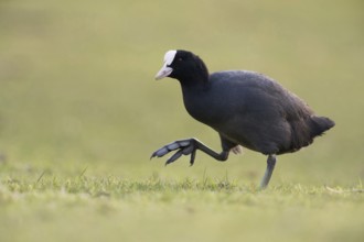 On the move on big feet... Coot (Fulica atra) walking across a meadow, low, natural-looking