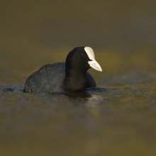 Golden light... Common Coot (Fulica atra), frequently observed, generally known water bird at
