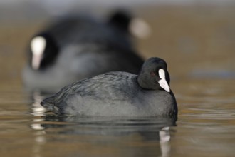 Coots (Fulica atra), water bird frequently observed on almost all bodies of water, small flock,