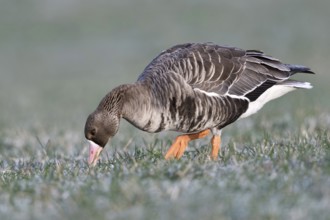 Stalk by stalk... White-fronted goose (Anser albifrons) grazing on a frozen meadow, eating,