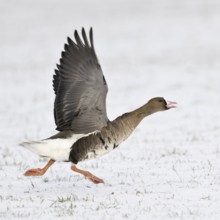 With a run-up... White-fronted goose (Anser albifrons) starts in the snow, runs up, flies off,