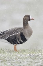 White-fronted goose (Anser albifrons) in winter, during heavy snowfall on the Lower Rhine, northern