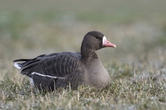 Resting in the grass... White-fronted goose (Anser albifrons), single wild goose resting, lying on