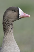Feeding... White-fronted goose (Anser albifrons), wild goose feeding, wild goose, wintering guest