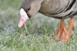 Feeding... White-fronted goose (Anser albifrons), wild goose feeding, wild goose, wintering guest