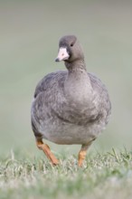 White-fronted goose (Anser albifrons), arctic wild goose, wintering guest on the Lower Rhine, young