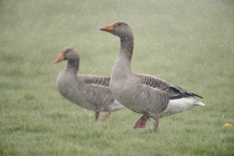 Slippery weather... Greylag geese (Anser anser), two greylag geese, wild geese, probably a pair, in