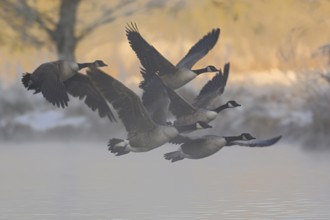A winter morning... Canada geese (Branta canadensis) leave their roosting grounds in the early