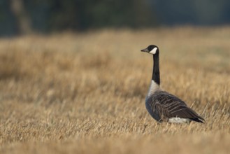 On the stubble field... Kanda goose (Branta canadensis), now widespread almost worldwide and also