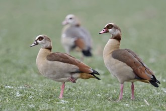Travelling together... Nile goose, Nile geese (Alopochen aegyptiacus), presumably a family, the